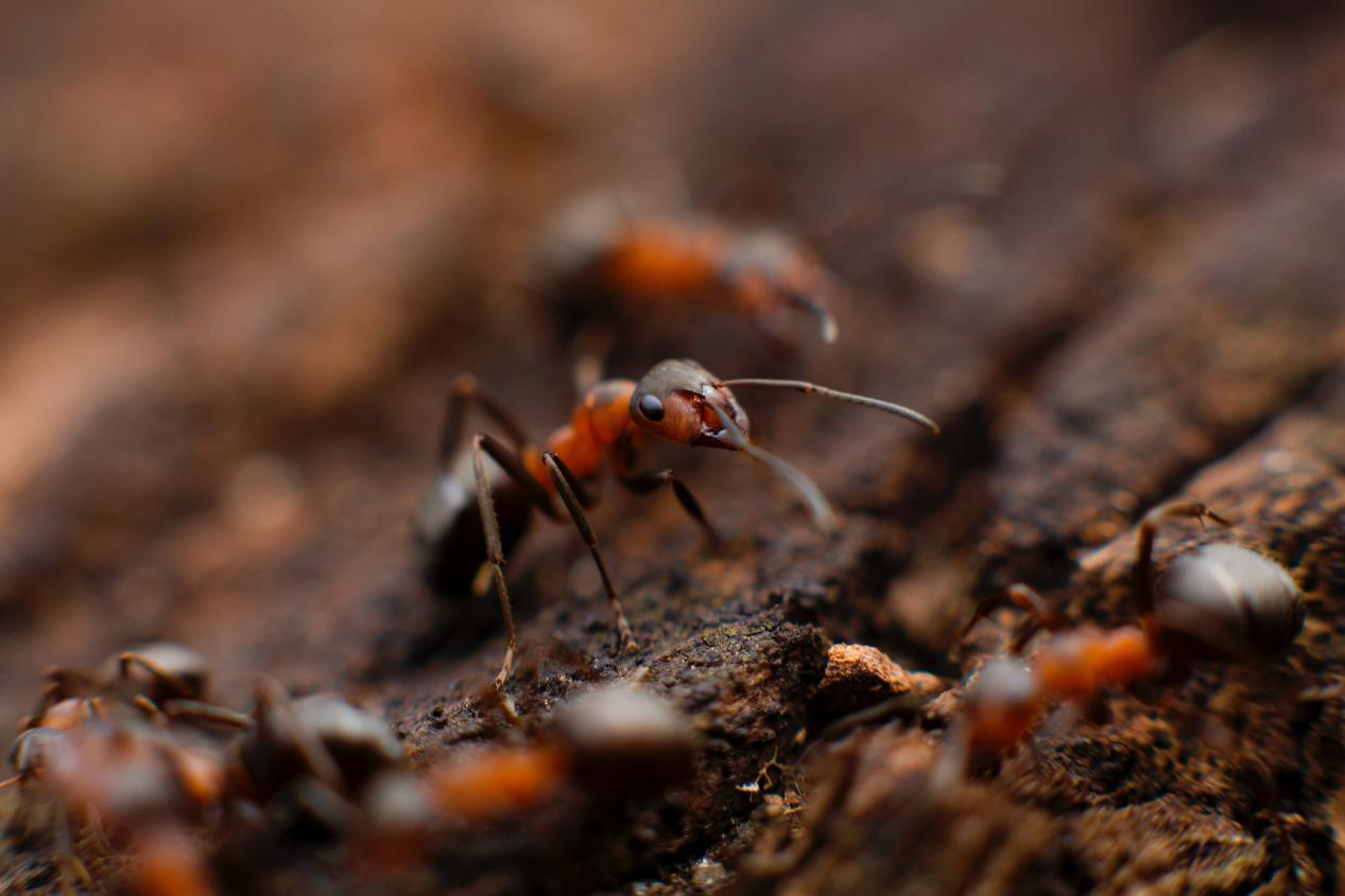 Ants crawling on dirt